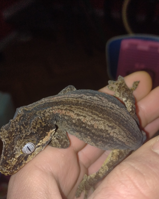 Geco auricolatus