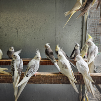 CALOPSITE varie mutazioni