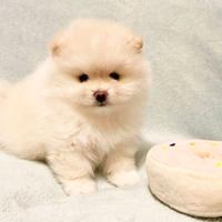 Cuccioli spitz pomerania bianco M e F