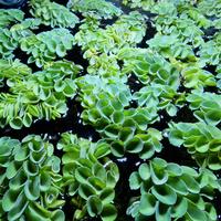 7xSalvinia Cucullata Pianta Galleggiante Acquario 