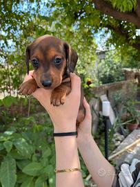 Cucciolo bassotto maschio
