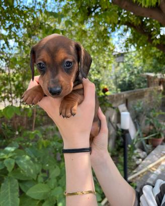 Cucciolo bassotto maschio