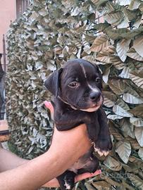 Staffordshire bull terrier