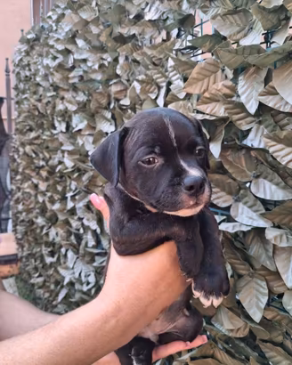 Staffordshire bull terrier