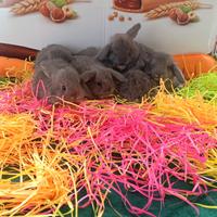 Conigli ariete nano minilop