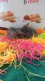 Conigli ariete nano minilop