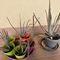 Piante aloe vera