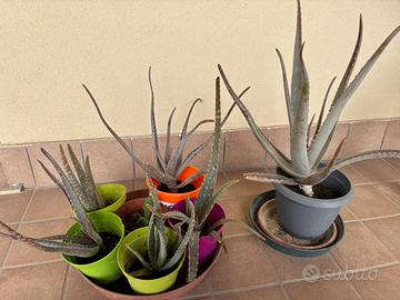 Piante aloe vera
