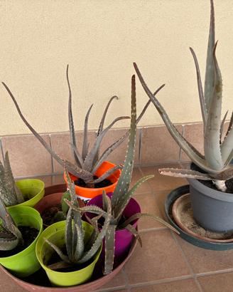 Piante aloe vera