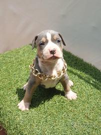 Pitbull tricolor 