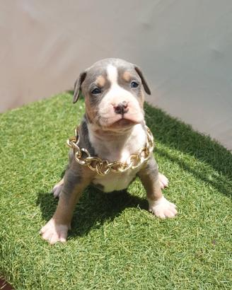 Pitbull tricolor 