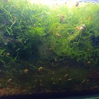 Ceratophyllum demersum