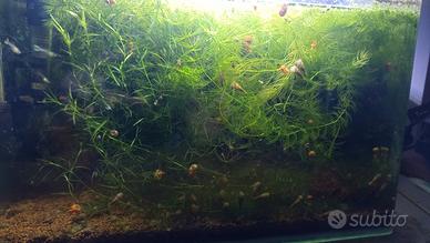 Ceratophyllum demersum