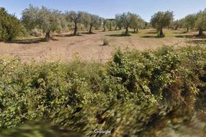 Uliveto produttivo Sorso