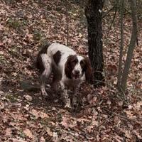 Springer