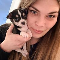 Cucciolo chiuhuaua femmina