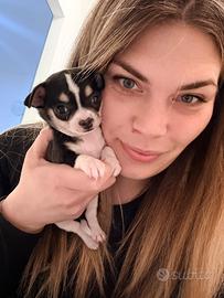 Cucciolo chiuhuaua femmina