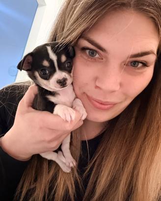 Cucciolo chiuhuaua femmina