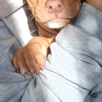Cuccioli Pitbull