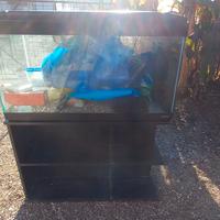 Acquario 250 litri