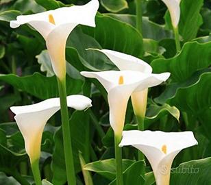 Calla