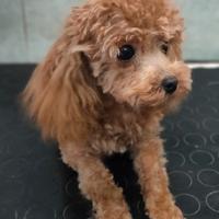 Barboncina femmina MINIATURA