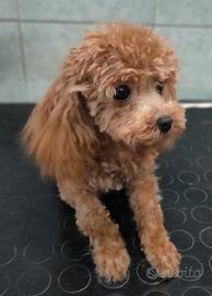 Barboncina femmina MINIATURA