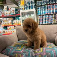 Barboncino red toy femmina