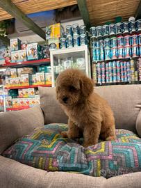 Barboncino red toy femmina