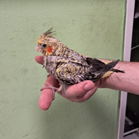 Pulli calopsitta allevati a mano