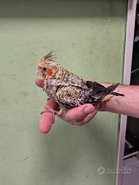 Pulli calopsitta allevati a mano