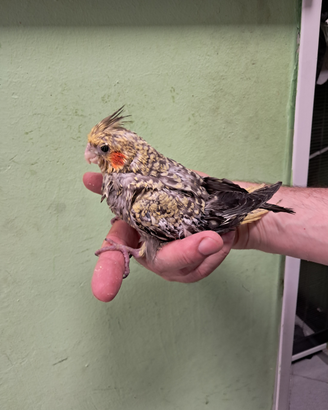 Pulli calopsitta allevati a mano