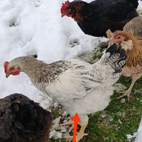 Galline