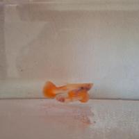 Guppy alta selezione rosso vetro albino