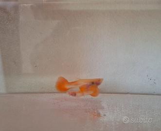 Guppy alta selezione rosso vetro albino
