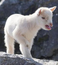 Caprette nane tibetane