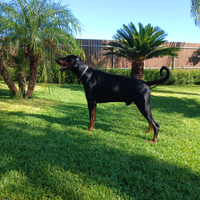 Dobermann per monte