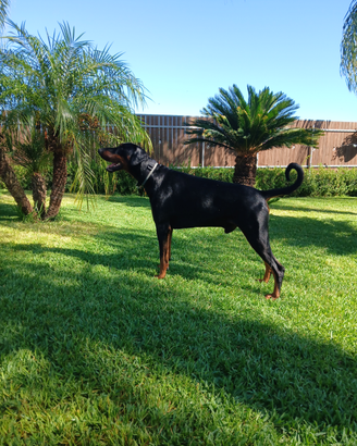 Dobermann per monte