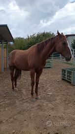 CAVALLO Paint