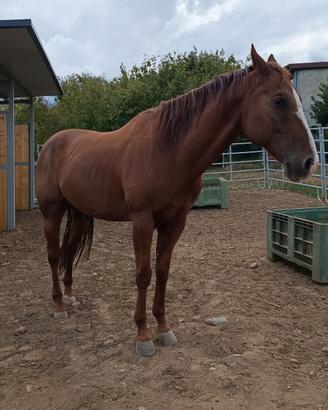 CAVALLO Paint