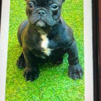 Cucciolo di razza bulldog francese tipo esotico