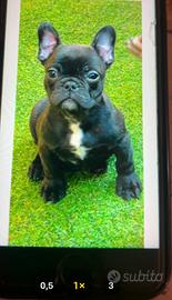Cucciolo di razza bulldog francese tipo esotico