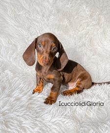 Bassotto cioccolato occhi verdi