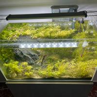 Acquario 60lt
