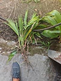Palma Washingtonia 