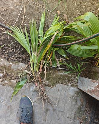 Palma Washingtonia 