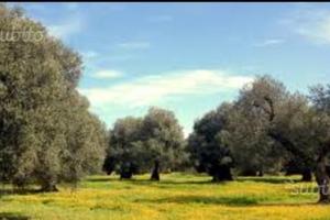 Terreno uliveto ,mandorleto 5000 mq