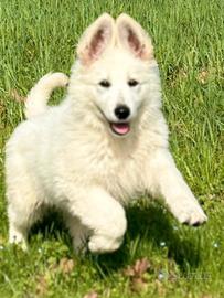 Pastore svizzero bianco cuccioli