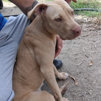 Pitbull adba femmina