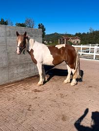 Cavalla da passeggiata